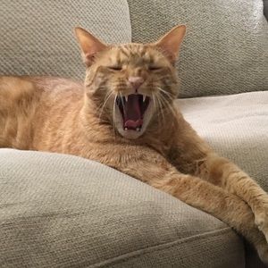 Meet your Posher, Jill